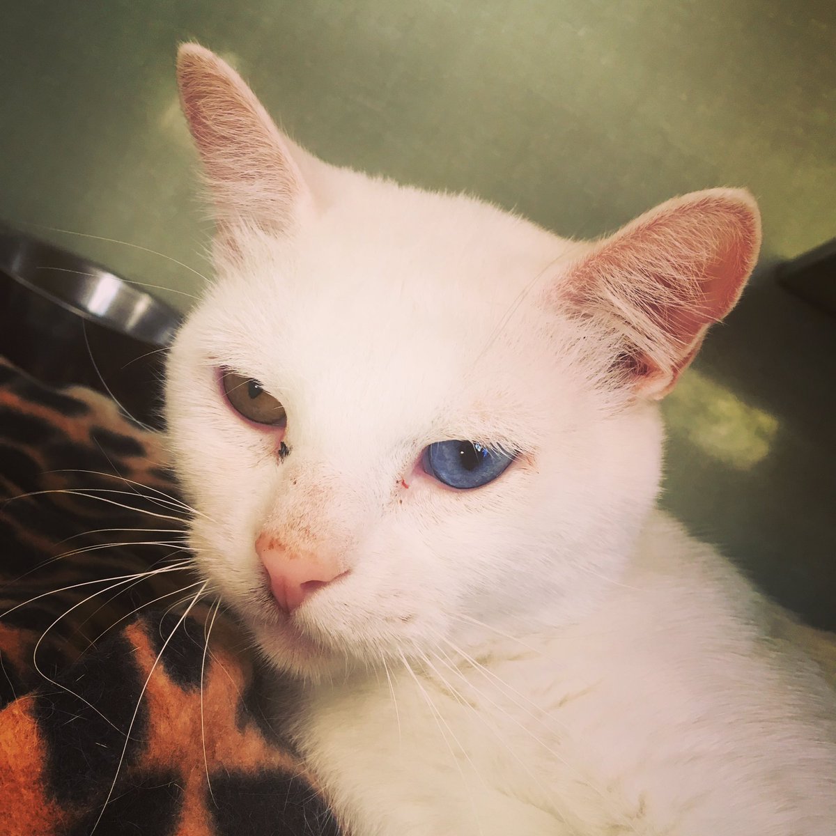 RMFR_Colorado's tweet photo. This #FIVFriday, meet #BolfPampa. He has heterochromia or two toned eyes. #RMFR #cats #adoptme #meow #foreverhome #adoptdontshop #eyes https://t.co/GjGqHs4AkA