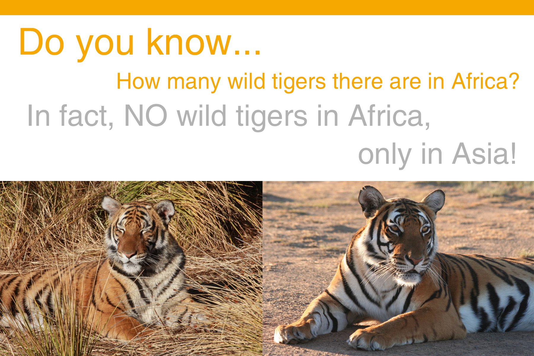 Are there tigers in africa