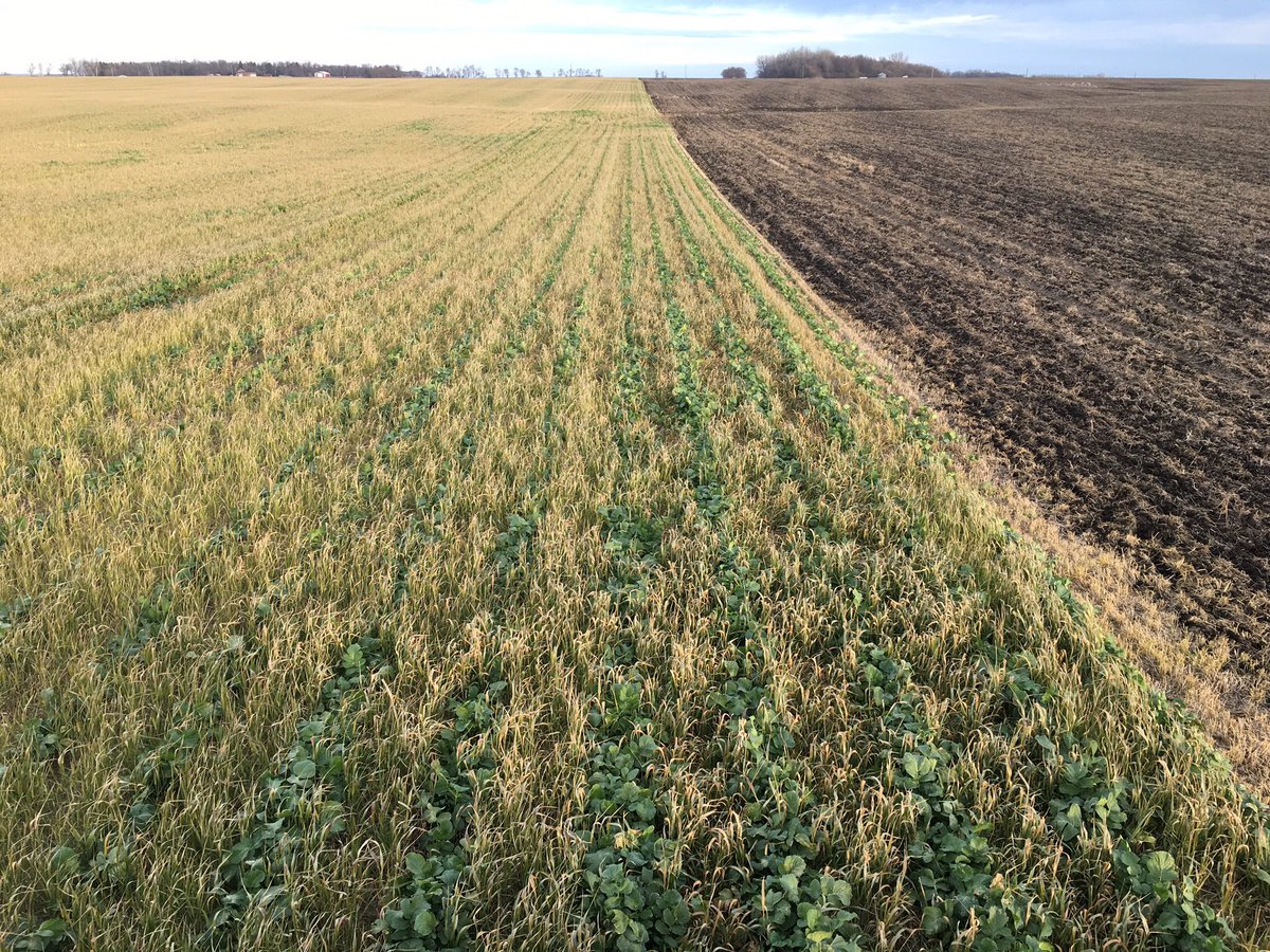 _MBFarm's tweet photo. @rob_eggert @NDSUsoilhealth @SLandman9 @JohnDeere @DawnBIOLOGIC Planted 8/22/16. https://t.co/GeoKESs3hO