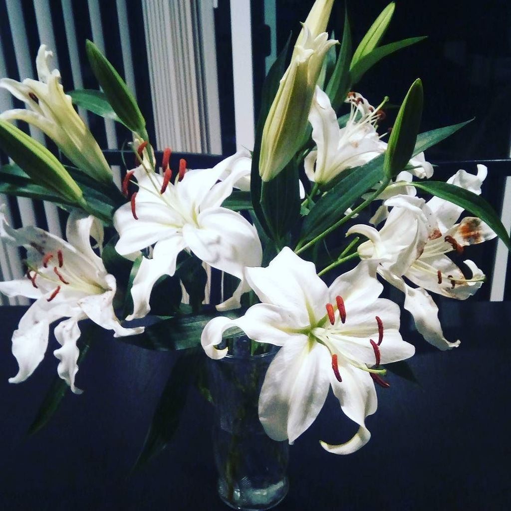 unsigned_art's tweet photo. Flowers my wonderful man brought me yesterday for our 3 month. He remembered I love white lilies 💜💖💜💖 https://t.co/DQkfj6js3j