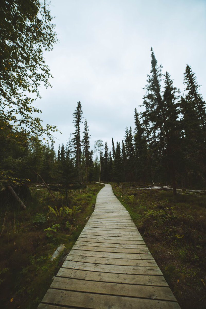 thathiker's tweet photo. Liard River Hot Springs National Park, BC https://t.co/pNWgOJQrUD