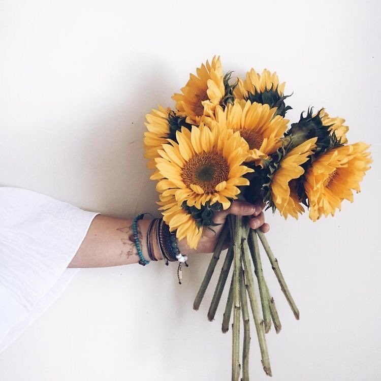 Czarinakiarra_'s tweet photo. retweet if you love sunflowers 😍🌻 https://t.co/GjA29TZzOv