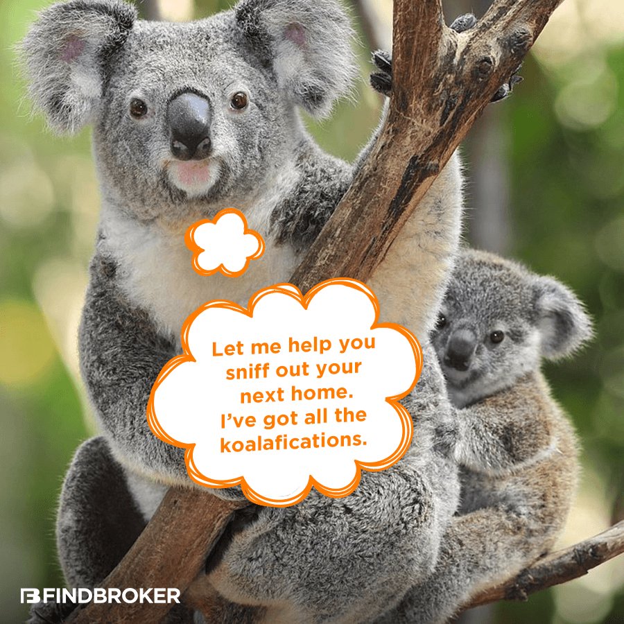 FindBrokerAUS's tweet photo. Yup, I am so very koala-fied... https://t.co/4No2kw9MSe