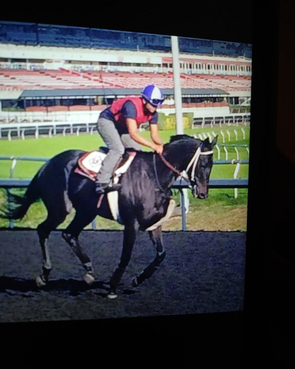flyingequus's tweet photo. Magic Number #bestgirl #bigmare #hattrick #sundaysilence https://t.co/hU0fRRGGJB