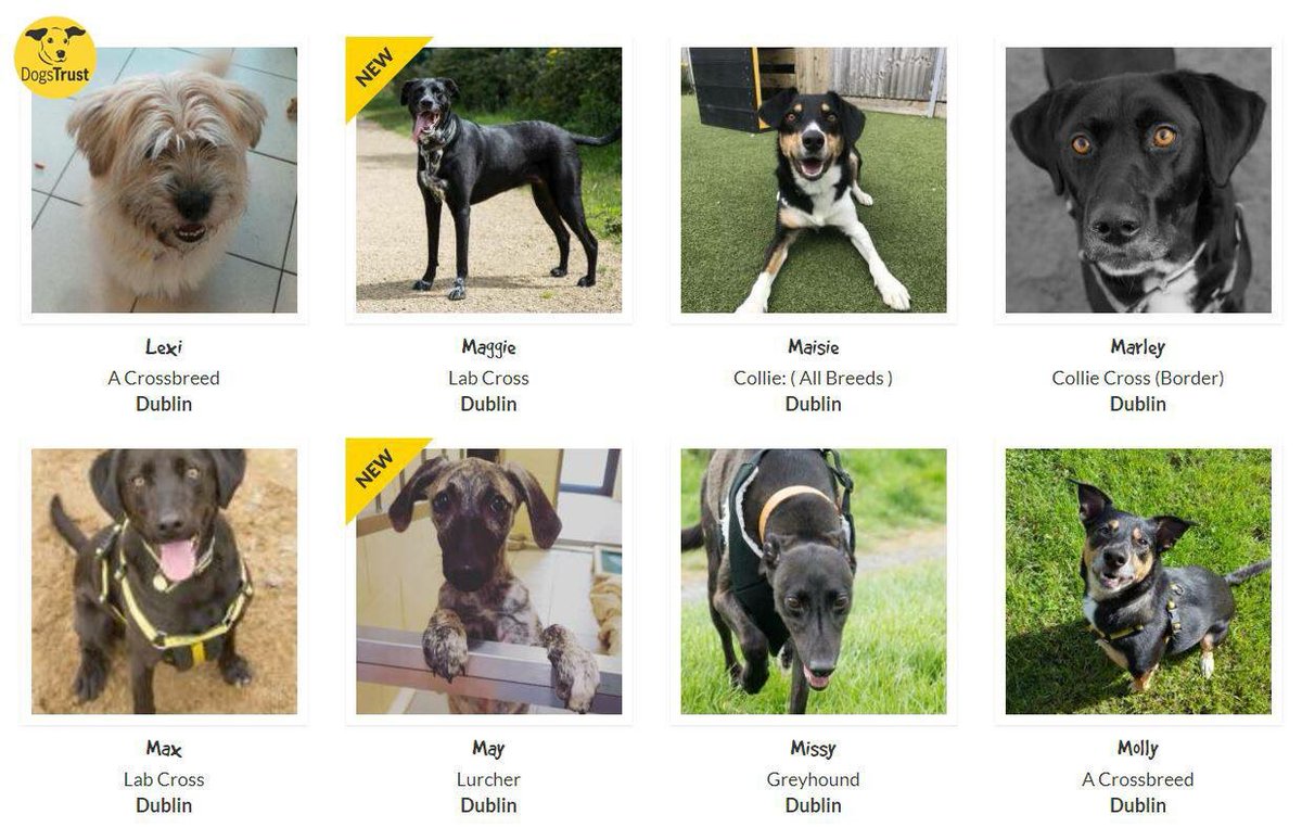 Happy #NationalDogDay!! We are open today and tomorrow between 12-4 pm and would love to meet anybody who is interested in adopting a dog.