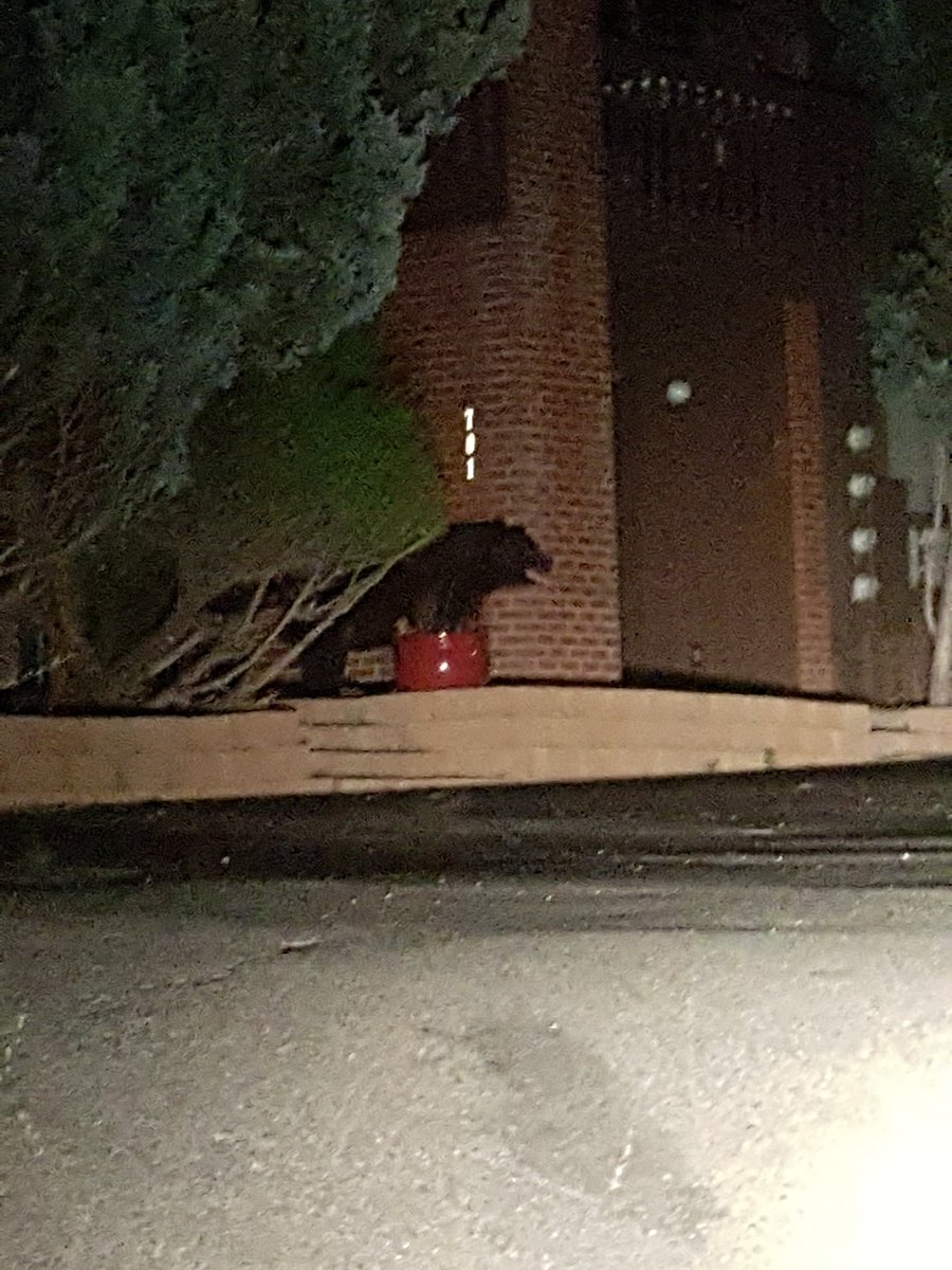 bearboo19's tweet photo. When you get home and see a bear in front of your house π¨π¨π¨π¨π¨ #nevergoingout https://t.co/MCP69ZVlIr