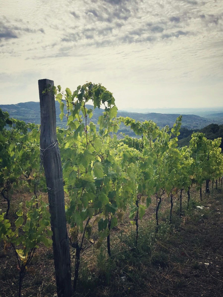 vitenova's tweet photo. Monti Berici e Colli Euganei da San Giovanni Ilarione (VR). https://t.co/3h7sRFwOci