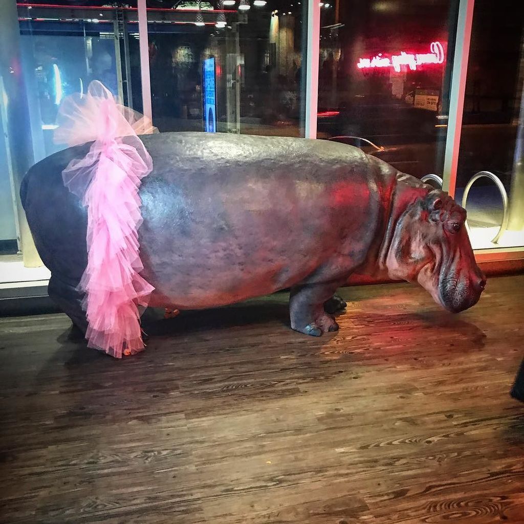 RSDJeffy's tweet photo. Sweet hippo https://t.co/9wczN16MnM https://t.co/JkzTAwO32A
