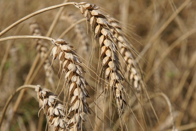 graanrevolutie's tweet photo. Deze schoonheden #ouderassen zijn gisteren geoogst! Vanmiddag laatste stukje Emmer #oudegranen #slowfood #bio #eko #graanrepubliek #oldambt https://t.co/hJOAogUW6J