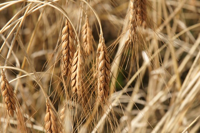 graanrevolutie's tweet photo. Deze schoonheden #ouderassen zijn gisteren geoogst! Vanmiddag laatste stukje Emmer #oudegranen #slowfood #bio #eko #graanrepubliek #oldambt https://t.co/hJOAogUW6J
