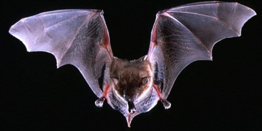 MercuryTribune's tweet photo. Dead bat found in Guelph area tests positive for rabies:First case of wildlife rabies in the area since 2012 https://t.co/2hWZi2jbY8 https://t.co/LvkDS81Cet