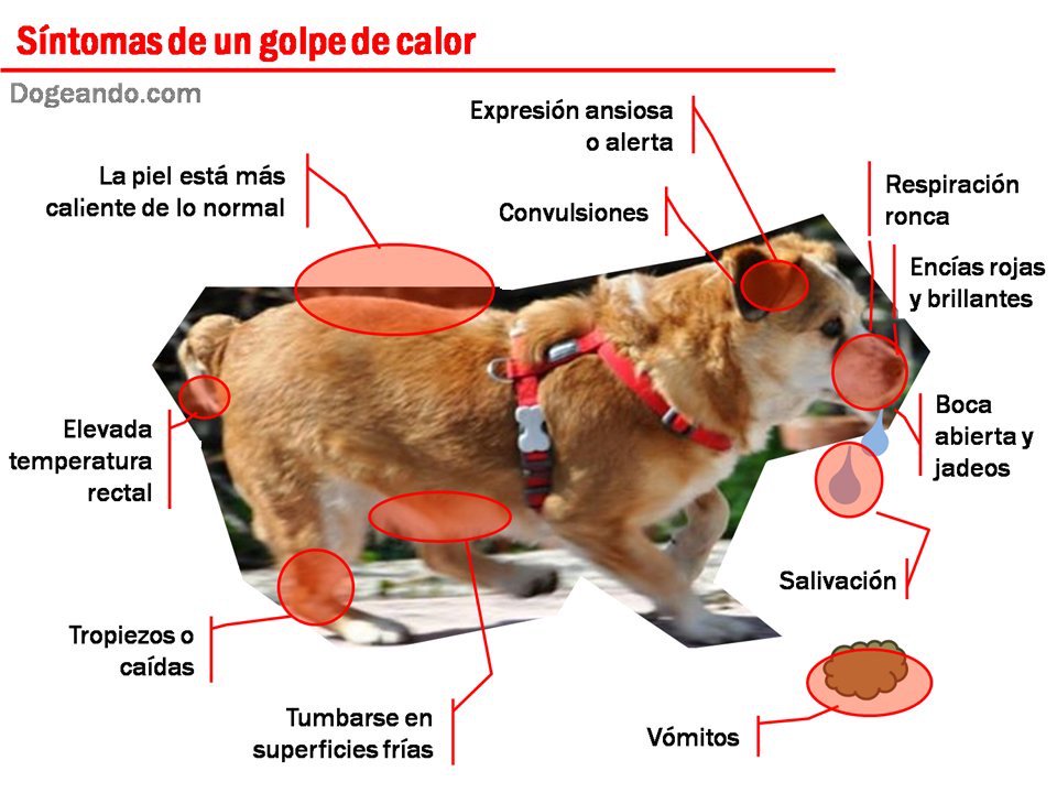 SolcanPiensos's tweet photo. En verano siempre hay que estar alerta con nuestros #perros y procurar que beban suficiente agua y descansen en lugares frescos #FelizSábado https://t.co/ptStC1KzmH