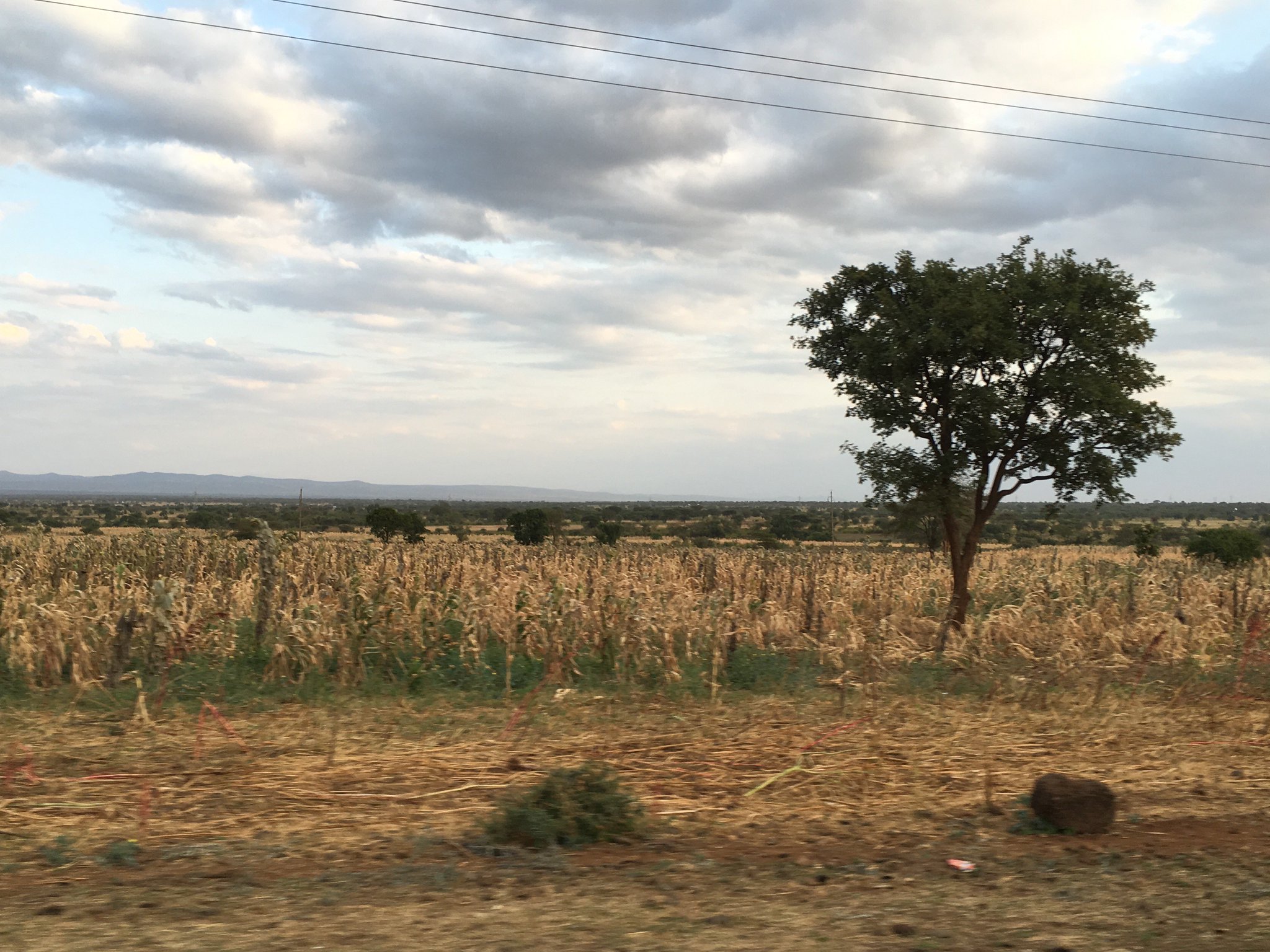 Takumi Kajitani タンザニアの風景 草原 どれも往路の空港から町までの移動時 Nairobi Moshi Road 主要道 から この辺りは熱帯サバナ気候のはずなので サバンナと言えると思います 熱帯長草草原ですね 授業でやったところだ 2枚目の高い山