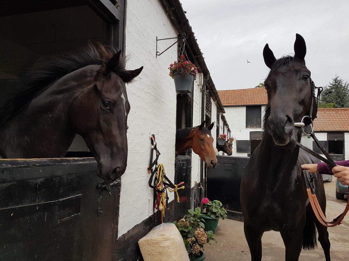 Our two Swiss Spirit colts are in great order today!