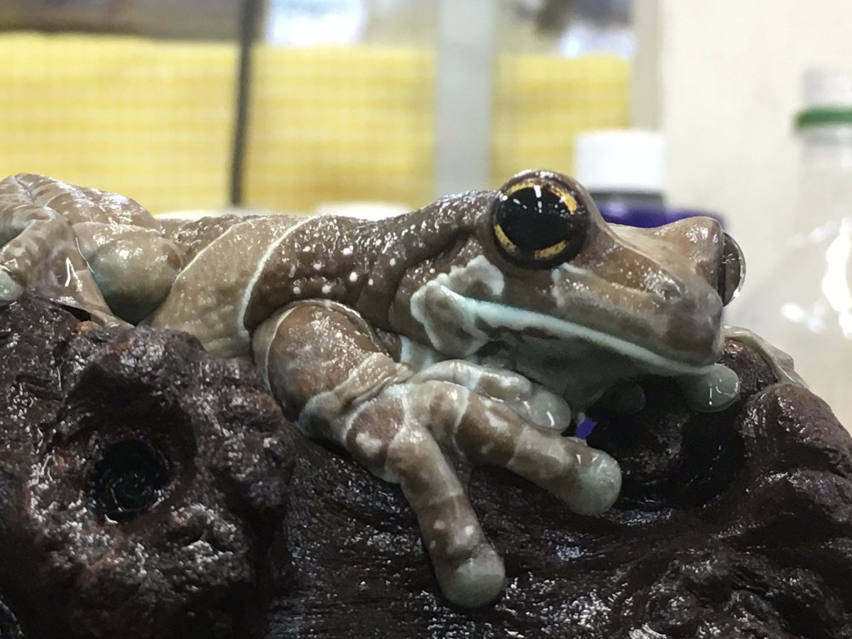 ペポニ インター店 愛らしさ1 ミルキーフロッグことジュウジメドクアマガエルのアダルトが来ました このペタペタ感と透き通った水色が最高すぎる ー 五十嵐