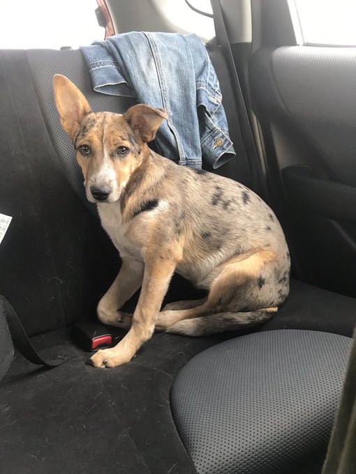 @dodo Here's my little babe Addie ✨🐕❤️ https://t.co/RX85jpWj1o<a class="tags" target="_blank" title="On Twitter" href="/?out=eyJ0eXAiOiJKV1QiLCJhbGciOiJIUzUxMiJ9.eyJpYXQiOjE3MjA3NTg3MDksImlzcyI6InR3cG9ybnN0YXJzLmNvbSIsIm5iZiI6MTcyMDc1ODcwOSwiZXhwIjoxNzUyMjk0NzA5LCJyZWRpcmVjdF91cmwiOiJodHRwczovL3R3aXR0ZXIuY29tL2RvZG8ifQ.a0sCpejsvo902JiKXmgXqJIP41Tw1_7OVzEP_90V9Kcf2mJopq_8NlP0GdKyxq-6M0Yoi9spPExoeIAzoBEgLQ">@dodo</a>