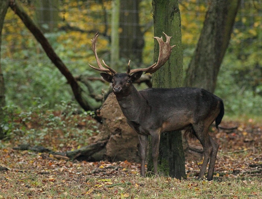 CoLEppingForest's tweet photo. A rare treat! Guided walk in our Deer Sanctuary with the Forest Keepers. Places still available 25 September to book https://t.co/Yw7RikfdOe https://t.co/ajtWjKVtns