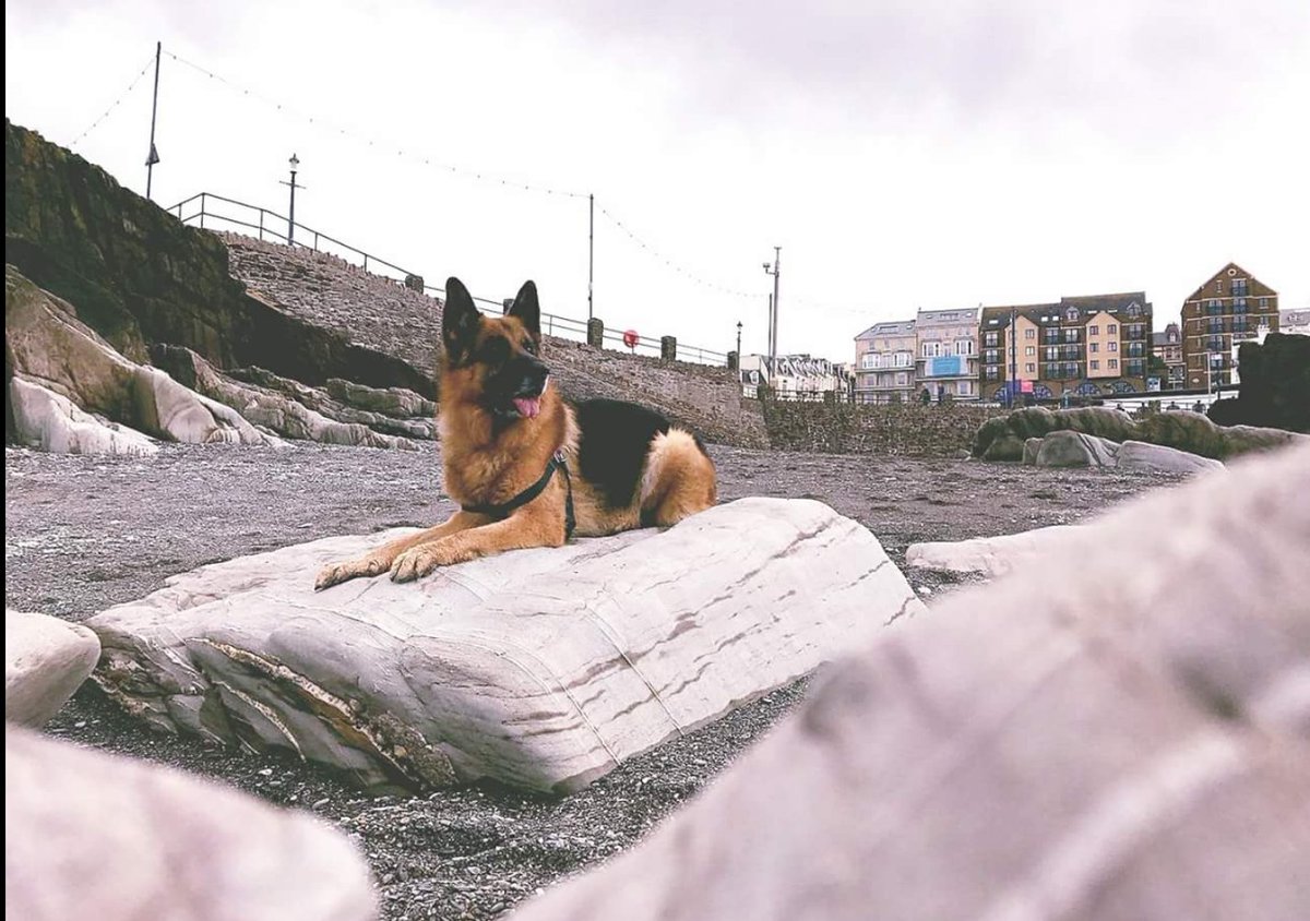 Avon Dog Services tweet media
