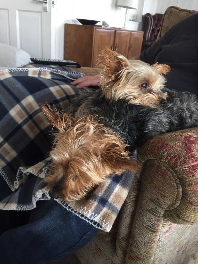louisemakin's tweet photo. Apparently it is #NationalDogDay. Some appear to be less than impressed by this news. https://t.co/TqDqw6c6pm