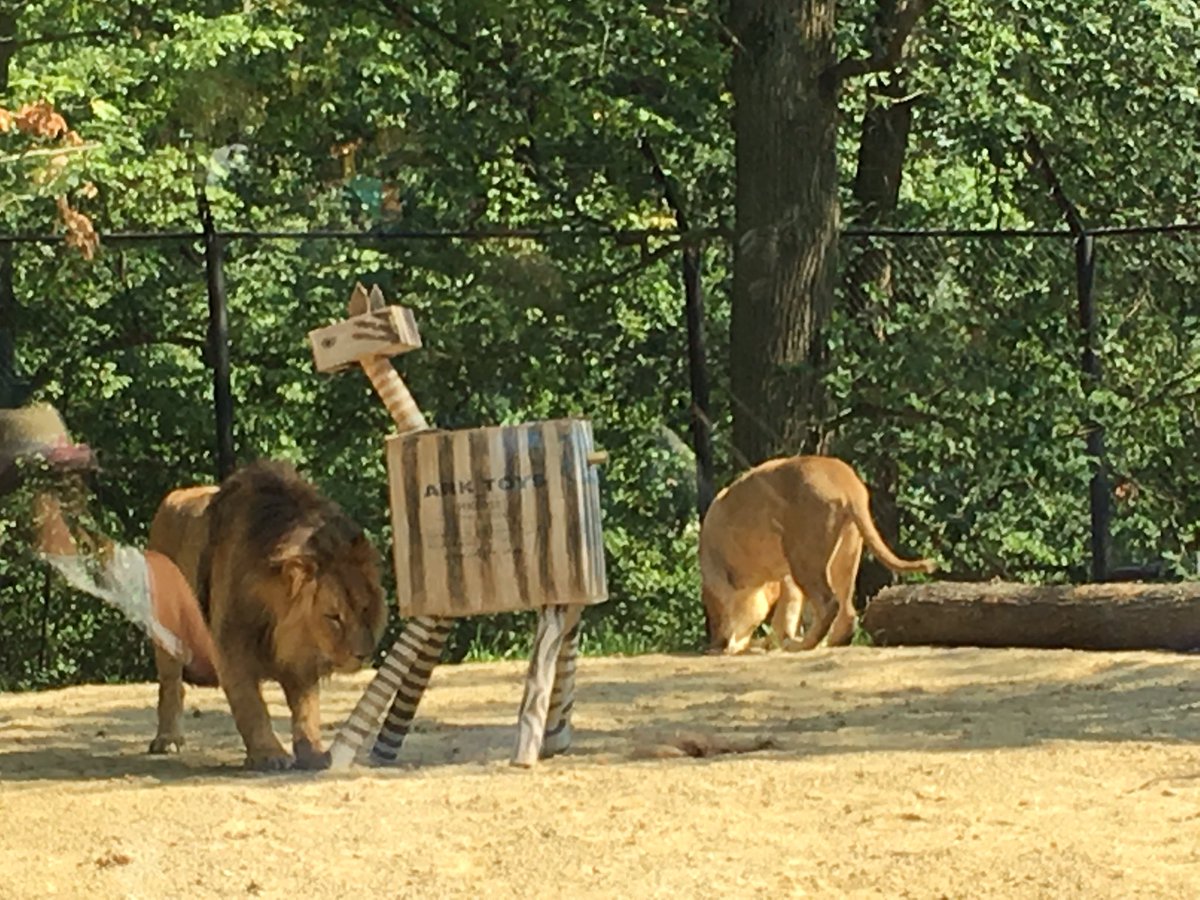 RapcoMichal's tweet photo. Lvi Lolek a Kivu se poprvé předvedli návštěvníkům brněnské zoo @BrnenskyDenik @denikcz https://t.co/C0ZE919cPd
