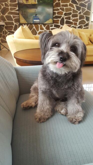 GregQuinnAodhan's tweet photo. Happy #internationaldogday from the bundle of fluff that is @DiplomaticDog https://t.co/LoK2eUtPLq