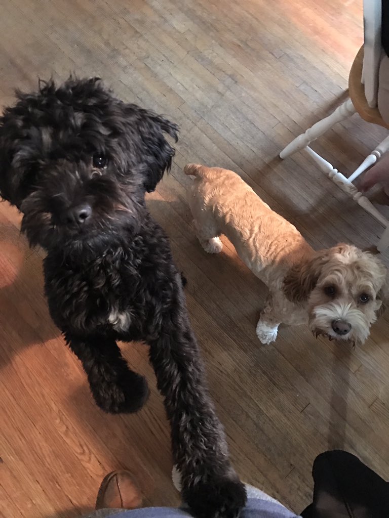 _jennykern's tweet photo. @WGRZ Happy National Dog Day to these two best buds! Sonny and Frankie 🐾 want to #BeOn2 @WGRZ https://t.co/VIXneVvekk