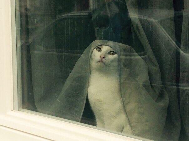 Ghouls99's tweet photo. ¡Don Juan! ¡Don Juan! Yo le imploro, de su hidalga compasión; arránqueme el corazón.. o ámeme porque le adoro.. https://t.co/YliYo2AFE0