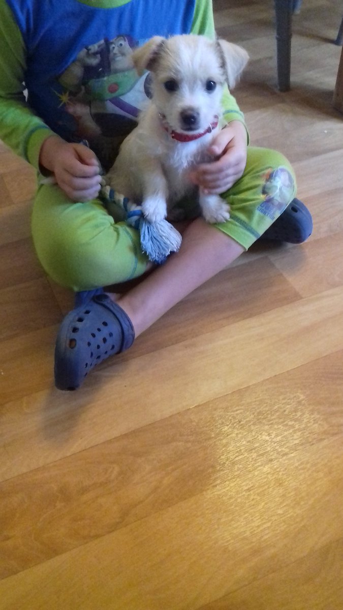 Wilson13lack's tweet photo. Good morning Twitter #hugahuman #Jackchi https://t.co/fc4rBVSV3A