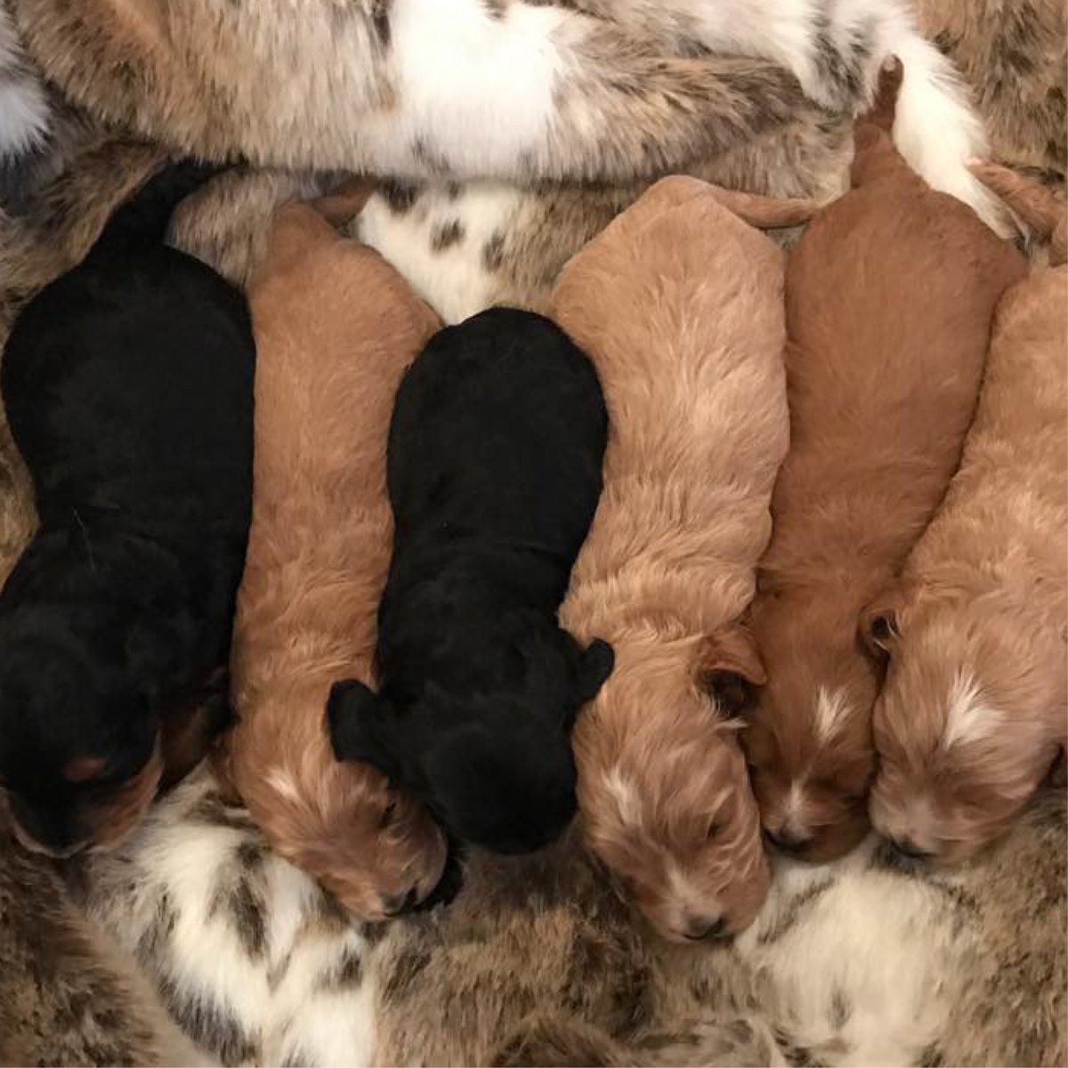 NIrawpetfoods's tweet photo. #spooninggoals and a Happy National Dog Day to all of our furry friends! I mean really??? Could you get any cuter? 😍 https://t.co/YS90NmxEPA