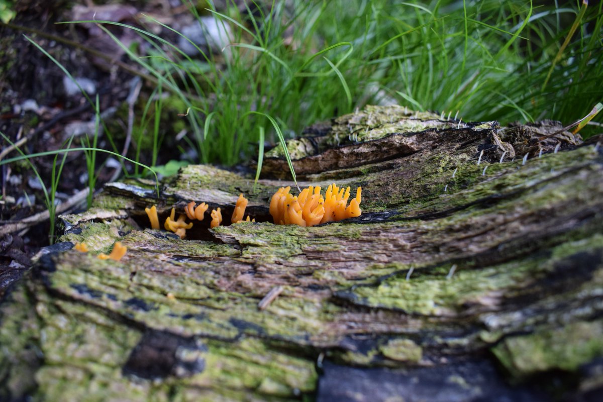 SamuelMarent's tweet photo. Forest deadfall as small ecosystems
Beautiful #fungi surrounded by #Multiclavula (#lichen) https://t.co/bXUtp5zaz2