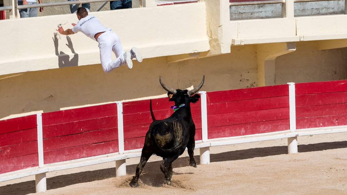 jensassmann's tweet photo. This jumping raseteur is amongst my #TopTenFrance pictures https://t.co/1yaNCbFZpl #CourseCamarguaise #52projectJA https://t.co/EvH1HqNmy1
