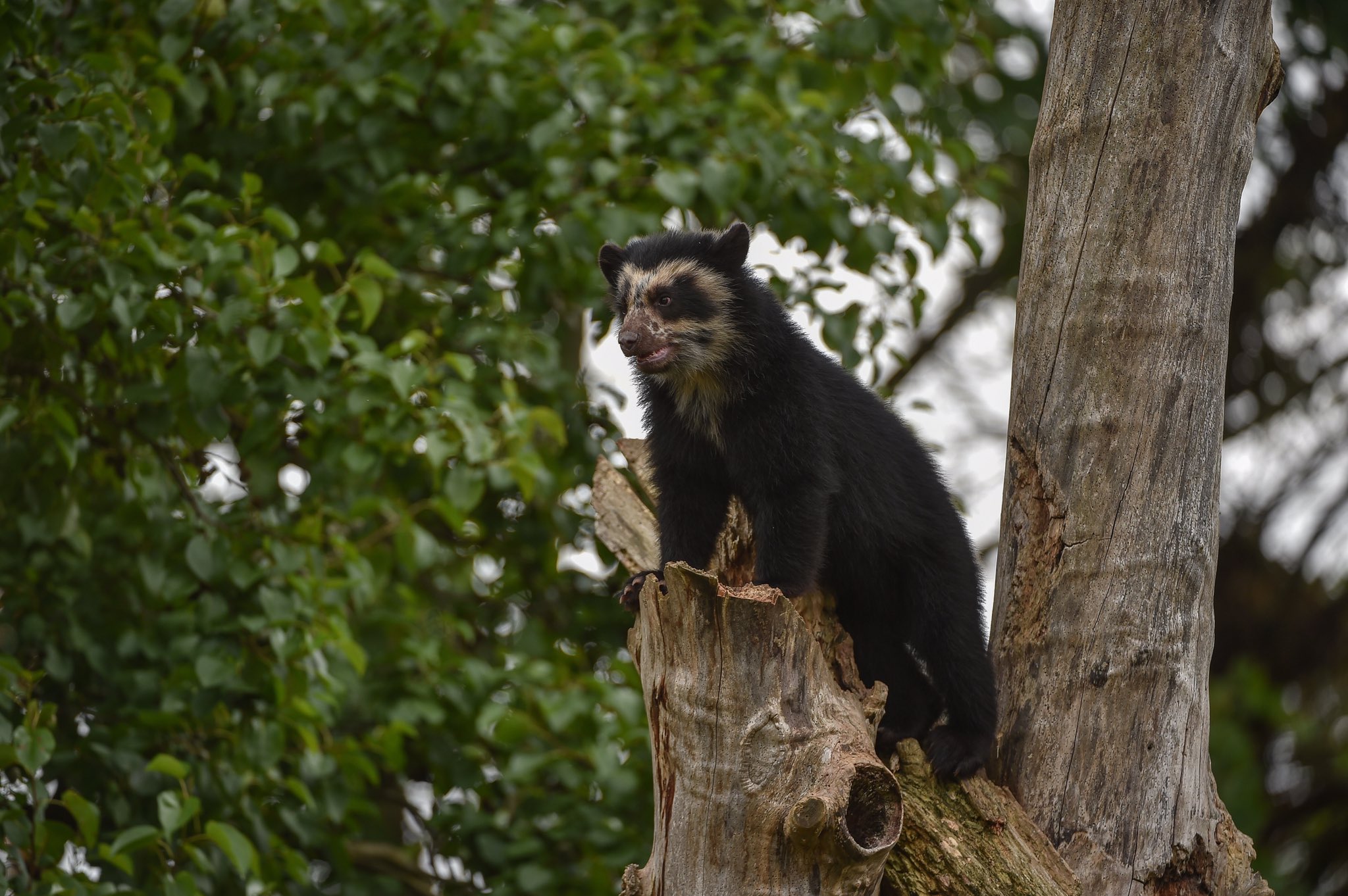 chester zoo park