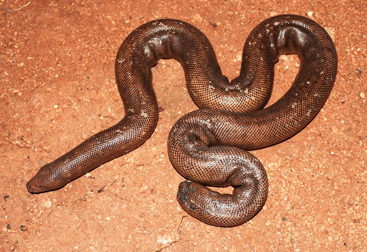 snakesofindia (@snakesofindia) on Twitter photo 