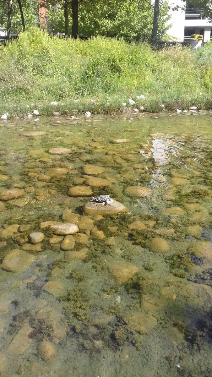 Костенурка. Спокойствие и мъдрост.  Turtle. Calm and wisdom.