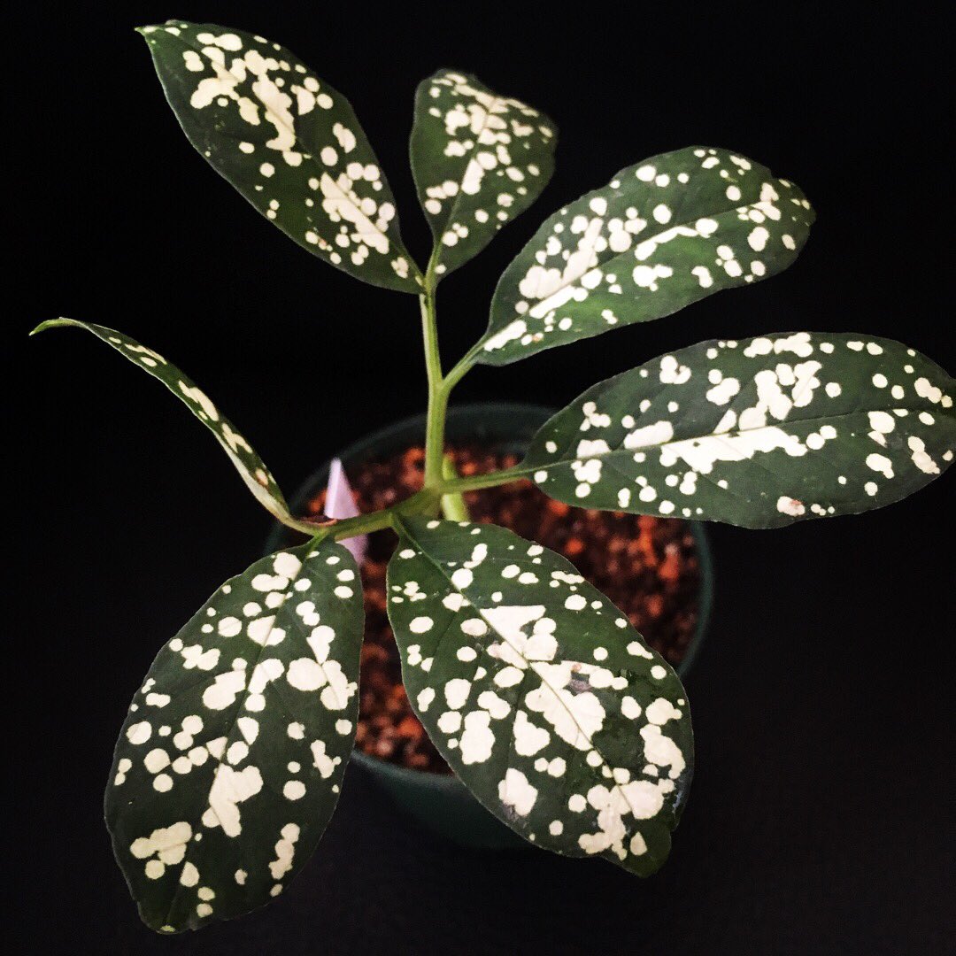 satotomy6419's tweet photo. 子守りする休日。やはりこんにゃく近縁は好きです。
#pseudodracontium sp.
#Araceae
#amorphophallus https://t.co/i62aYAWj3u
