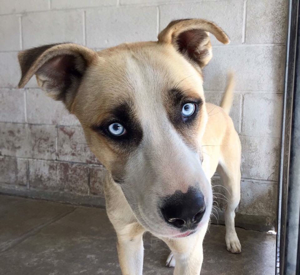 Rescue pets wait weeks, months, even years. So pls visit your local animal shelter today &amp; help save a life :) #adopt #NationalDogDay