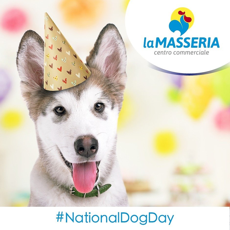 lamasseriacc's tweet photo. Un cane è l’unica cosa sulla terra che ti ama più di quanto ami te stesso. (Josh Billings)
26 agosto #NationalDogDay https://t.co/4drtoCfeEl