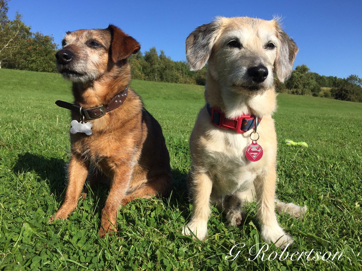 Gina_R_'s tweet photo. Happy #NationalDogDay everyone, remember #AdoptDontShop because #RescueDogs really are fantastic ❤️🐾 https://t.co/eLcUxojNwU