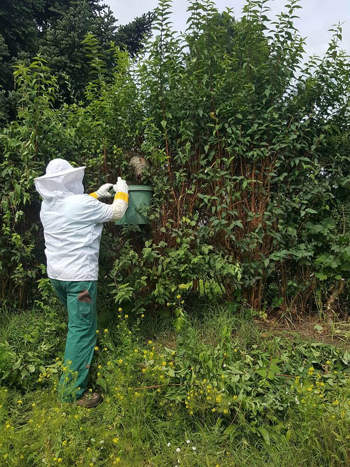 HBSERVICETeam1's tweet photo. https://t.co/yi1ieBwMei aus 15377 Märkische Höhe
#Wespennest #Entfernung Umsetzung #Bienenschwarm #Umsetzung #Noteinsatz https://t.co/H3eBpVPLxj