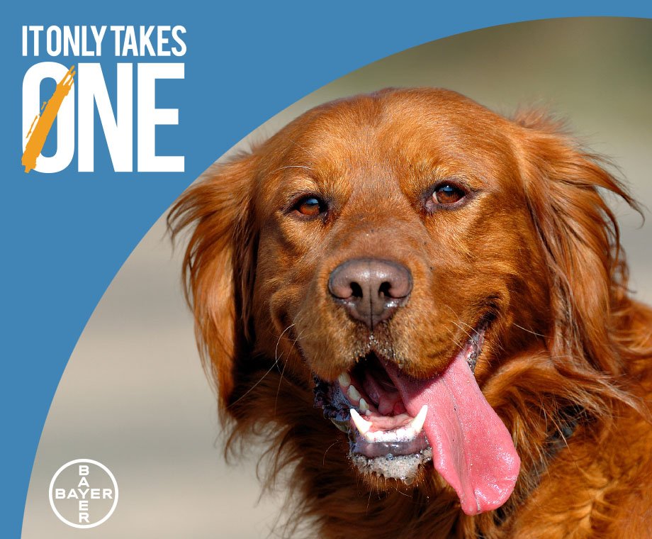 ElancoEurope's tweet photo. Today is #DogDay so show your dog how much you care today and every day by making sure your furry friend is protected. #ItOnlyTakesOne https://t.co/DzDVq5Uvvp