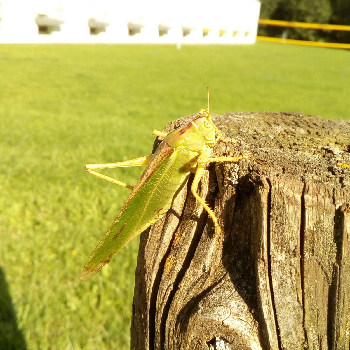 grammarware's tweet photo. Even bugs at #SLEBoK #Dagstuhl are beautiful! https://t.co/O8ZnPnNHMI