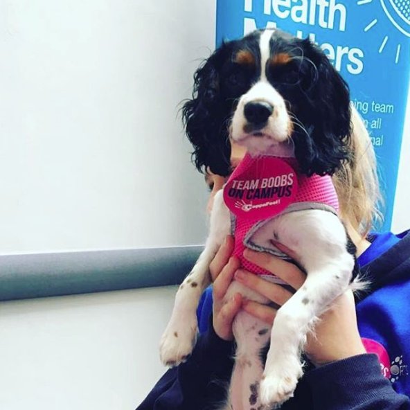 CoppaFeelPeople's tweet photo. Did we mention it's #NationalDogDay? No? https://t.co/45SzrfQ7Sg
