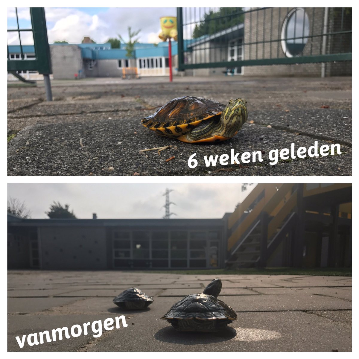 mrcwntrs's tweet photo. Ook voor de schildpadden zit de vakantie er op! #bsdevlindertuin #terugnaarschool https://t.co/u6rN1HF1jA