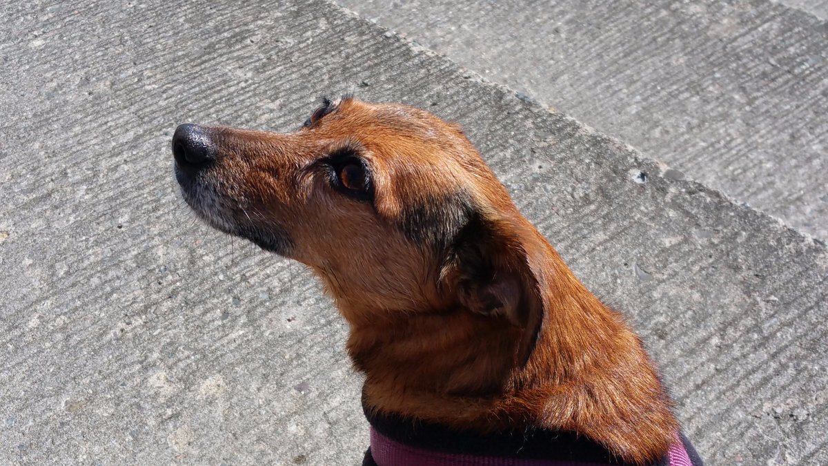 thecamperdog's tweet photo. happy #nationaldogday :) https://t.co/s98qGBpVEr