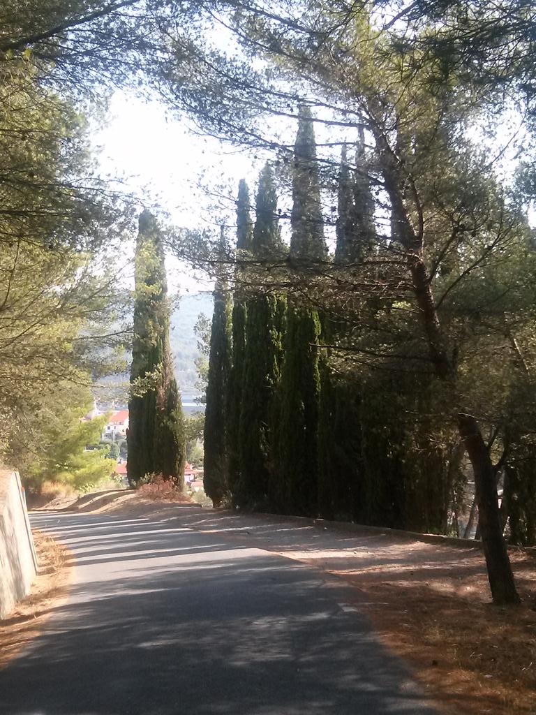 Fra55oni's tweet photo. In pineta #SanBart #Liguria https://t.co/83R7BmgagR