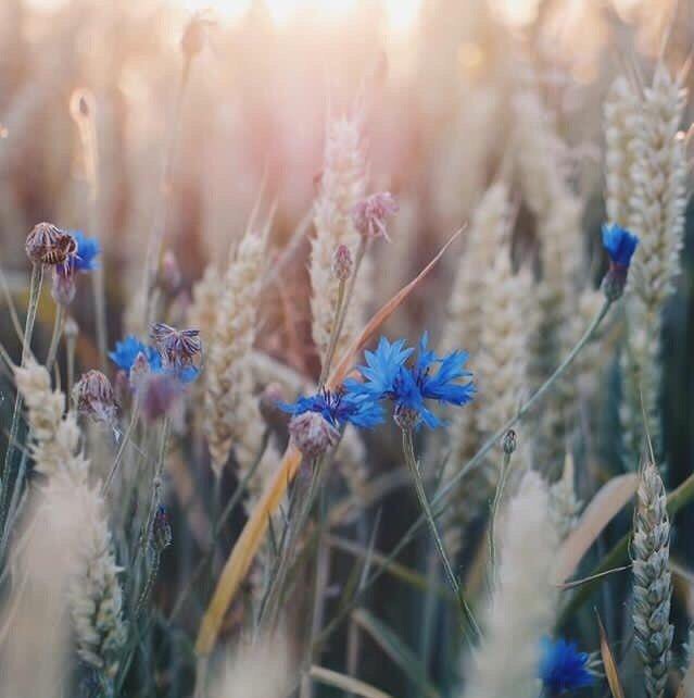 Привеет,твиттер💙
@rossfreckles @typaya_fraza @dilmiiev <a href="/Just_Mel228/">🌈наивная дура 🌈</a> @goltiir
Всем прекрасного настроения💙
У нас сегодня день города💙
Люблю💙