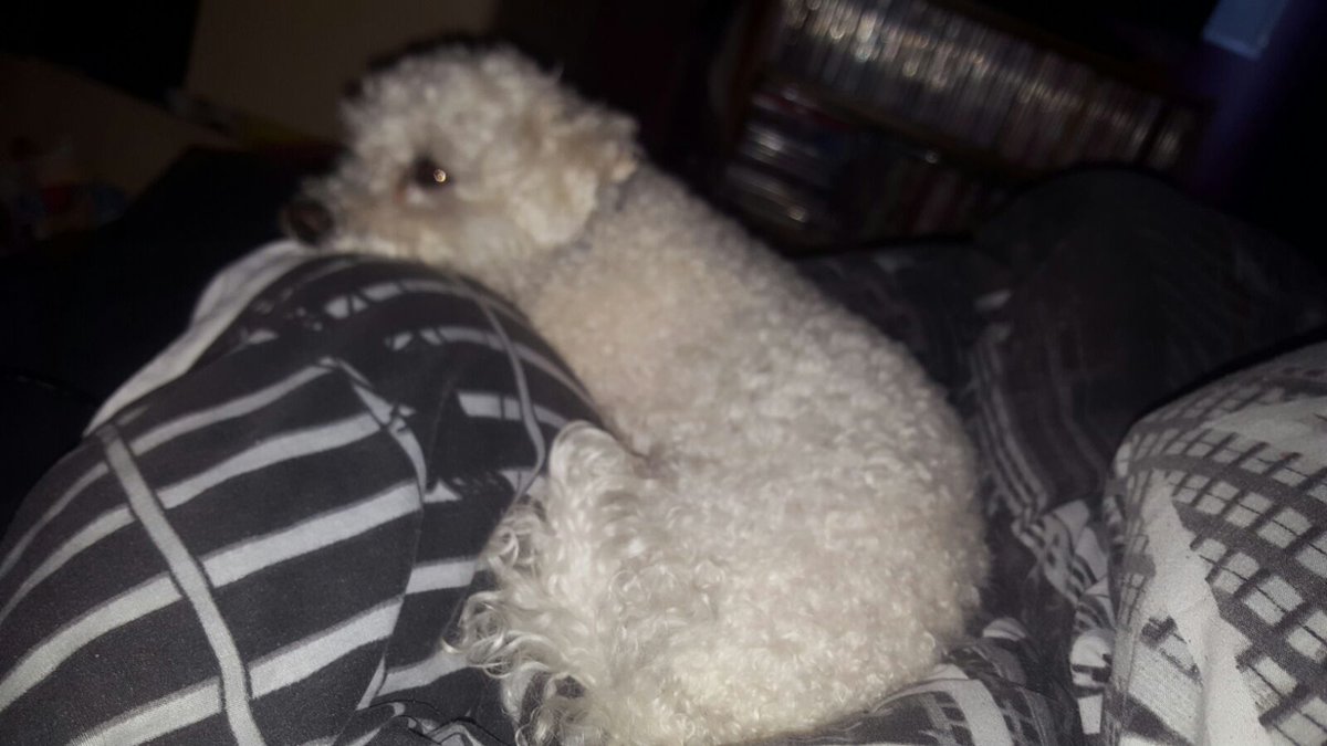 terridace's tweet photo. Love him @ItsArchieD6  #NationalDogDay #notevenmydog #sleepovers https://t.co/lGX47v3GQR