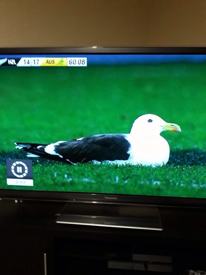 lloydser's tweet photo. The most interesting part of the match so far  #NZLvAUS https://t.co/LlgCG20Bkw