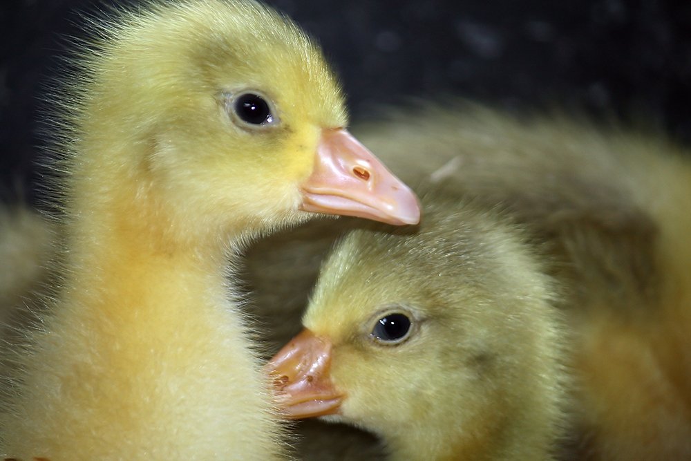 PETADeutschland's tweet photo. Egal ob Fell oder Schuppen, Flügel oder Flossen – ALLE Tiere verdienen Respekt. https://t.co/Qb3tmhsQwU
