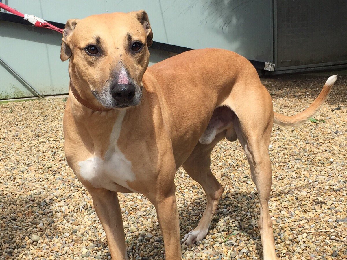 RSPCANW's tweet image. #internationaldogday Mikey is 3 and he is looking for a home where he can have a walk and then curl up and snooze. Loves humans but not cats